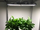 240W Led Light Bar For Plants