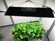 WiFi Controlled 10000lm AC100V LED Herb Grow Light
