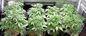 ETL Samsung LM281 UV Light For Plants For Flower And Vegetable