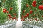 ETL 100W Led Herb Grow Lights For Greenhouse