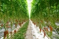 ETL 120W High PPFD Grow Light For Commercial Cultivation
