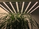 Commercial Grade 2.9umol/J 380nm Horticulture LED Grow Lights