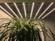 AC277V 2.5umol/J 600 Watt LED Grow Lights For Indoor Plants