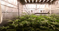 400 Watt 390nm Horticulture LED Grow Lights  For Seeding